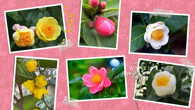 Hoa hải đường ý nghĩa cách trồng và cách chăm sóc để cây ra nhiều hoa - 3