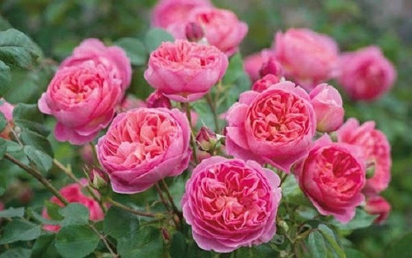 Hoa hồng đẹp nhưng không dễ trồng tưới nước theo cách này cây sống tốt cho nhiều hoa - 1