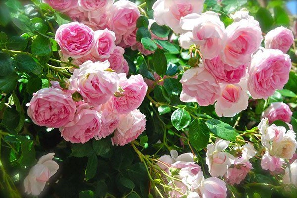 Hoa hồng đẹp nhưng không dễ trồng tưới nước theo cách này cây sống tốt cho nhiều hoa - 3