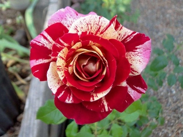 Hoa hồng leo pháp phân loại cách trồng và chăm sóc ra hoa đẹp - 3