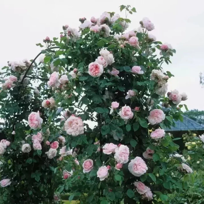 Hoa hồng mùa hè không nở cứ tưới chút nước mía nụ bật tua tủa hoa to bằng cái bát - 2