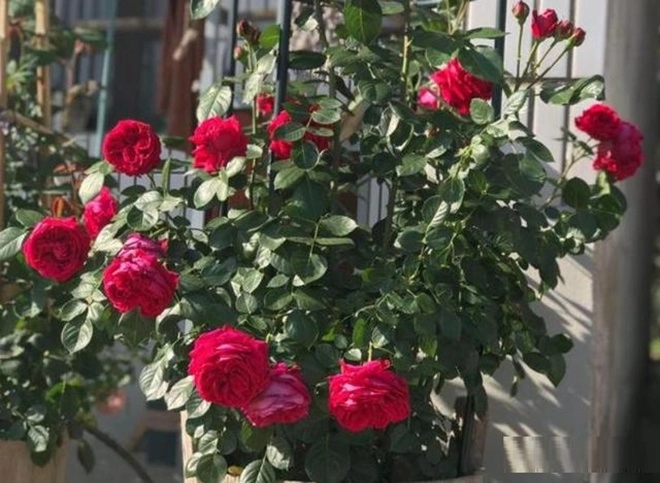 Hoa hồng trồng chậu ngày một cỗi chỉ cần một mẹo nhỏ rễ khỏe như vâm nụ nở đẹp - 1