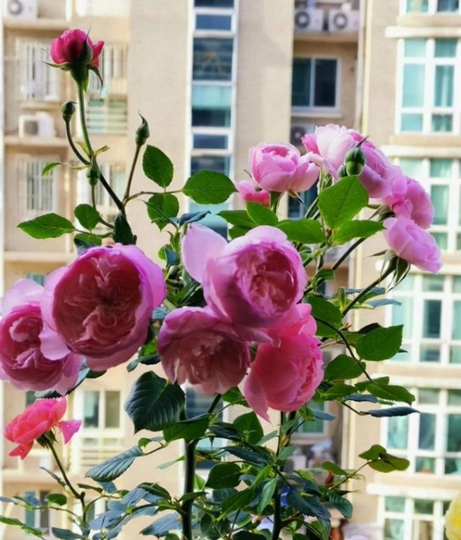 Hoa hồng trồng chậu ngày một cỗi chỉ cần một mẹo nhỏ rễ khỏe như vâm nụ nở đẹp - 3