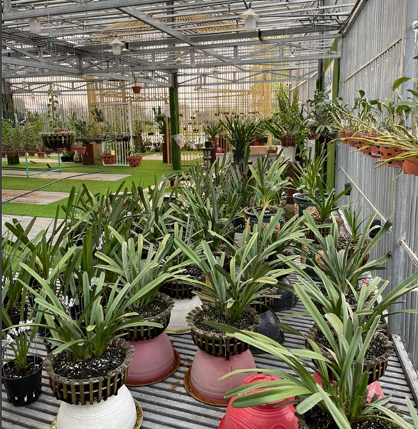 Hoa lan nam đô phát triển bền vững kinh doanh từ nghề trồng hoa lan - 5