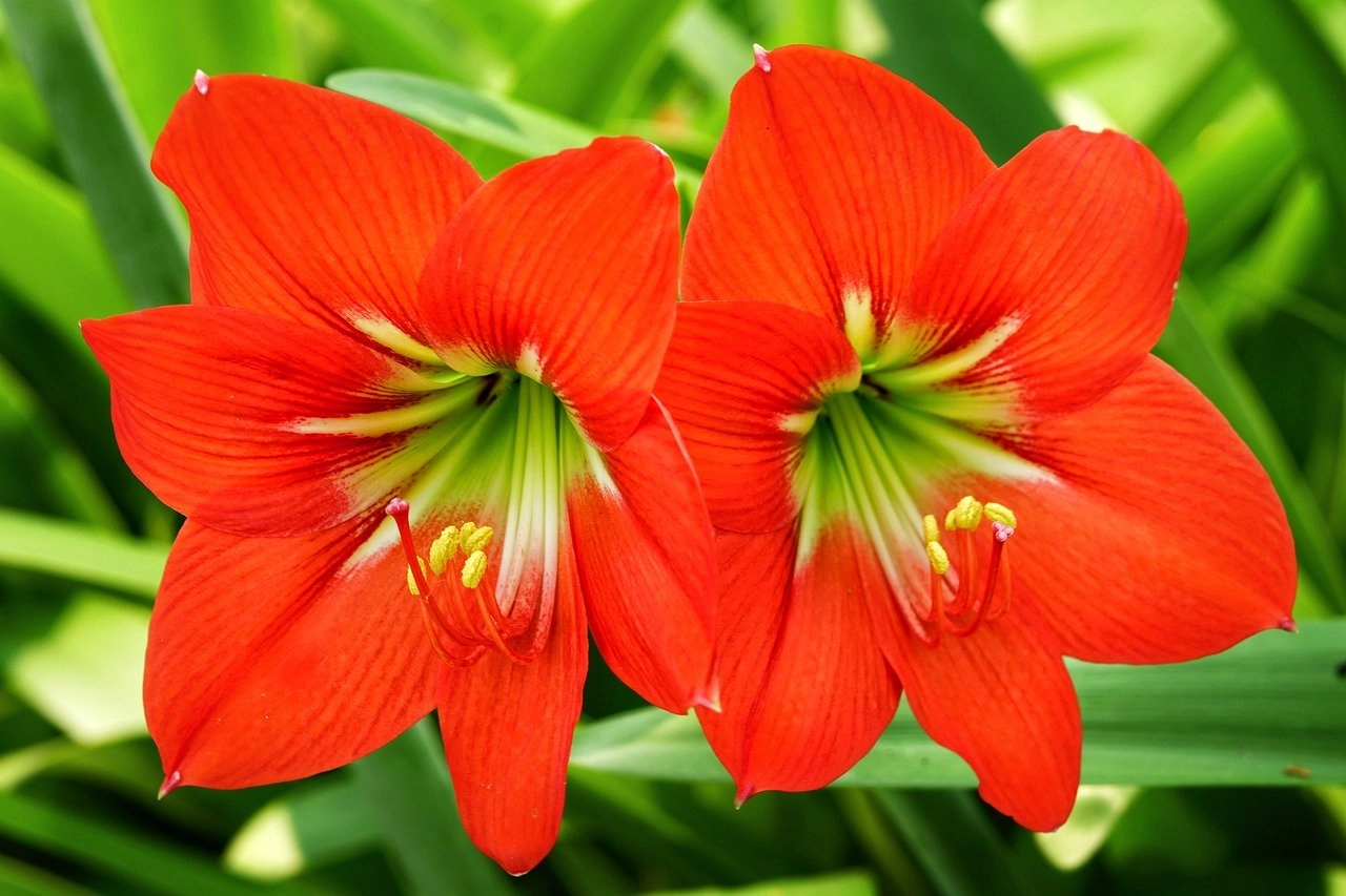 Hoa loa kèn có ý nghĩa gì cách trồng và chăm sóc giúp hoa nở đẹp - 1