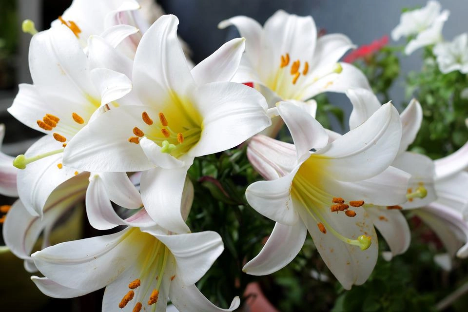 Hoa loa kèn có ý nghĩa gì cách trồng và chăm sóc giúp hoa nở đẹp - 2