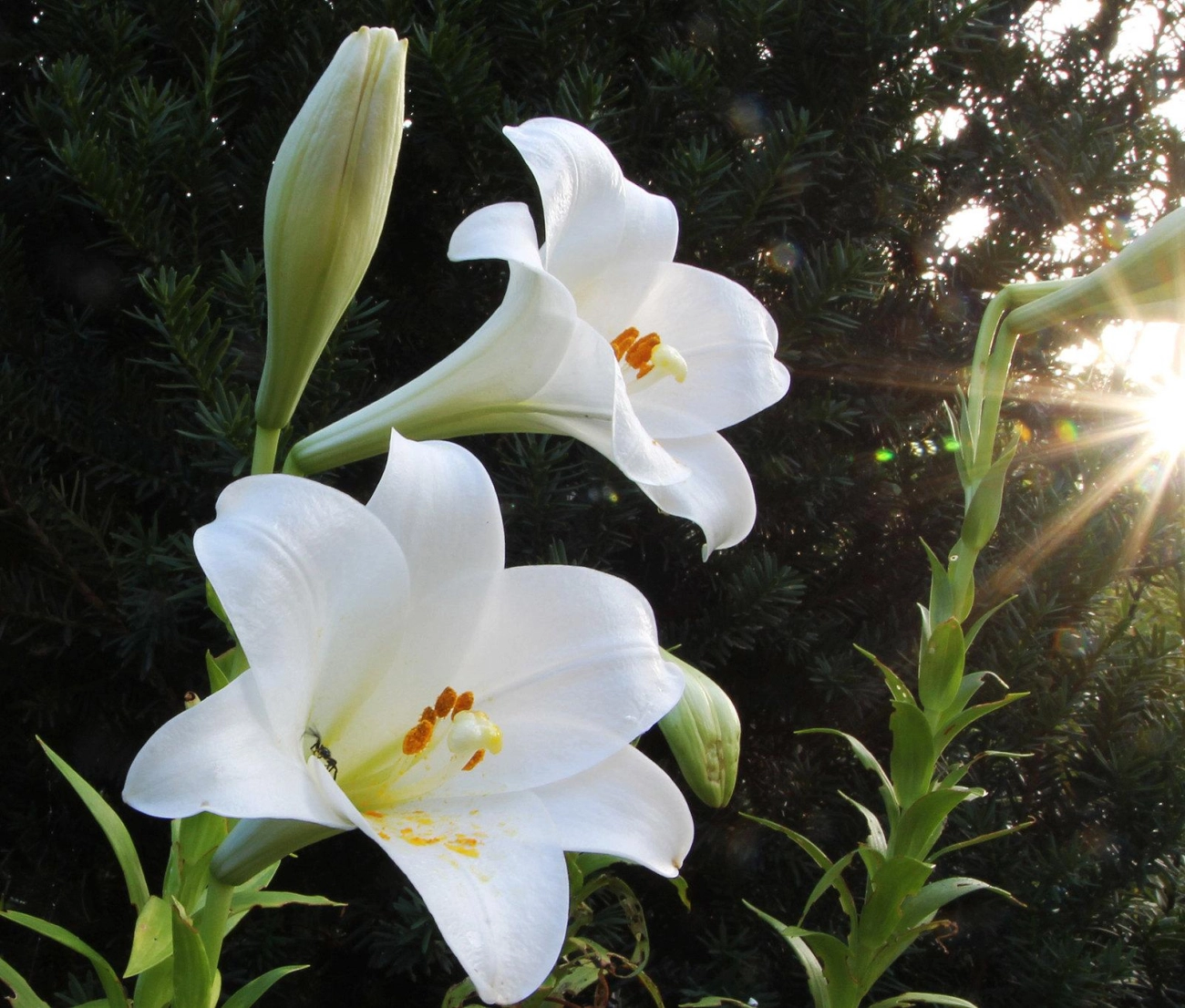 Hoa loa kèn có ý nghĩa gì cách trồng và chăm sóc giúp hoa nở đẹp - 3