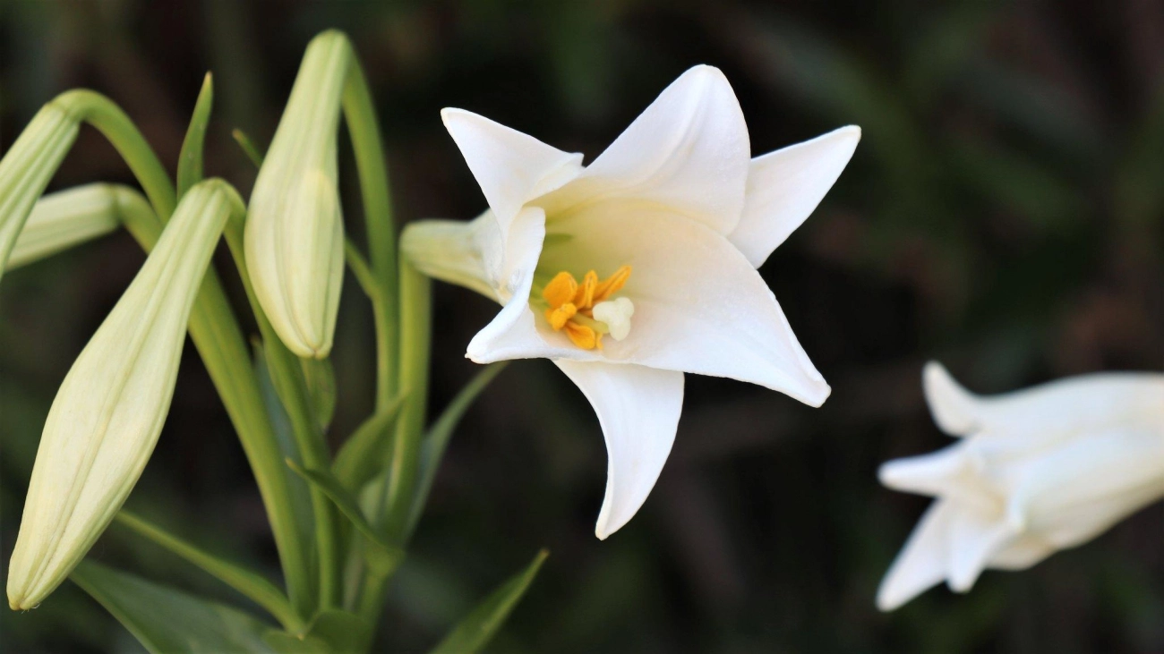 Hoa loa kèn có ý nghĩa gì cách trồng và chăm sóc giúp hoa nở đẹp - 4