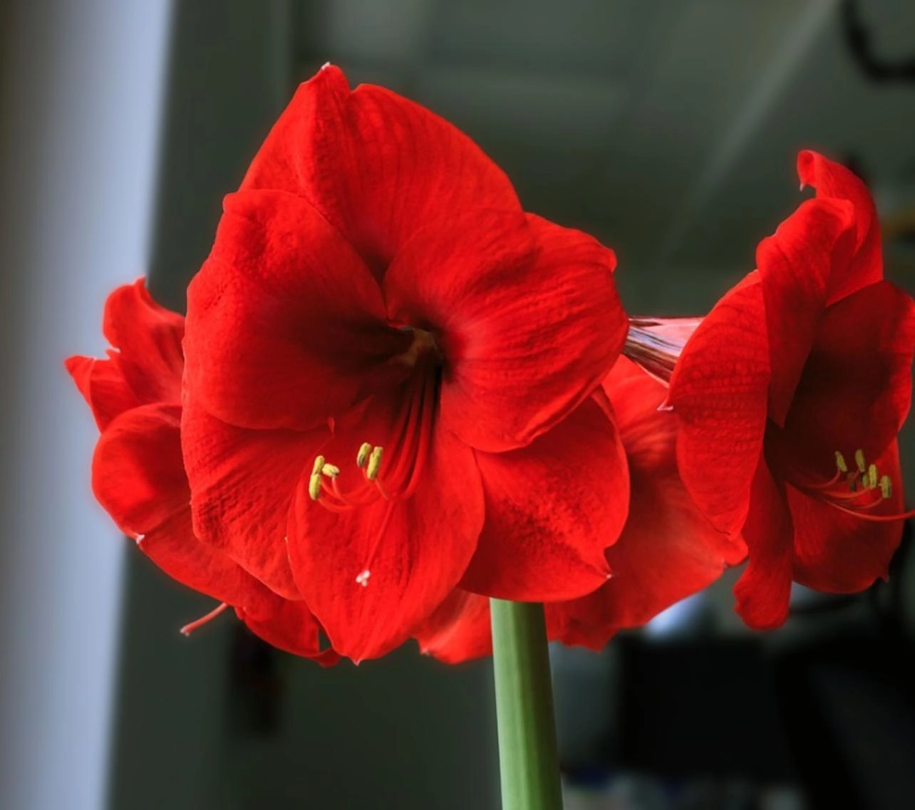 Hoa loa kèn có ý nghĩa gì cách trồng và chăm sóc giúp hoa nở đẹp - 5