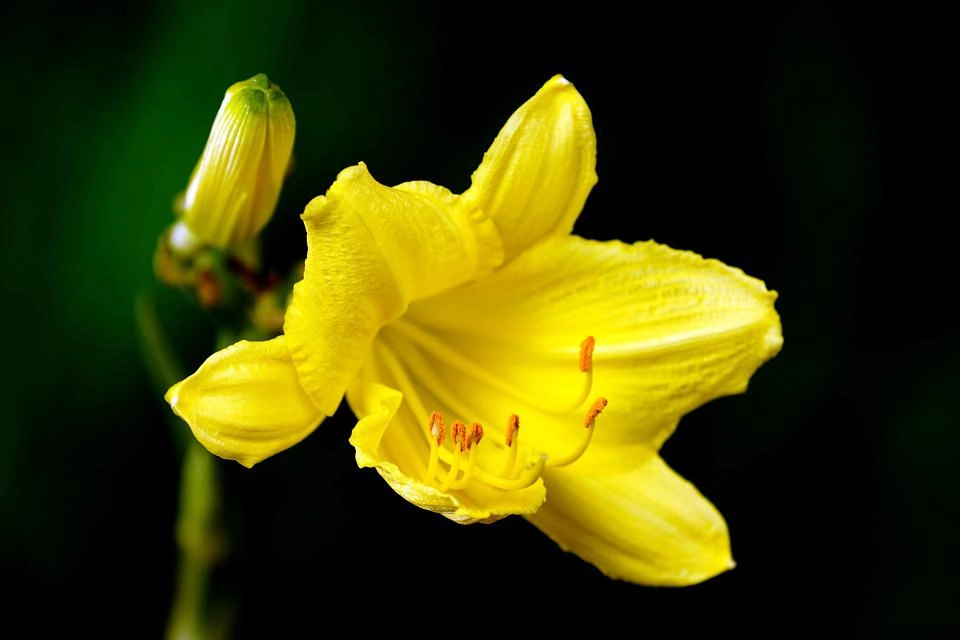Hoa loa kèn có ý nghĩa gì cách trồng và chăm sóc giúp hoa nở đẹp - 6