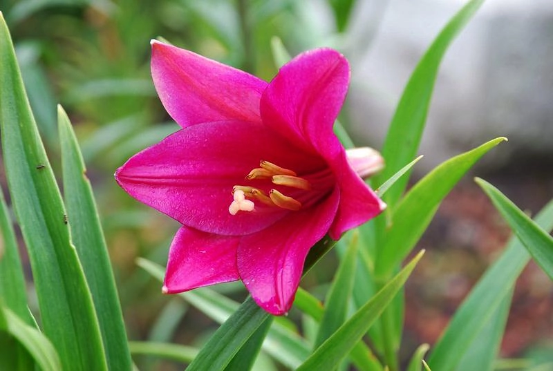 Hoa loa kèn có ý nghĩa gì cách trồng và chăm sóc giúp hoa nở đẹp - 7