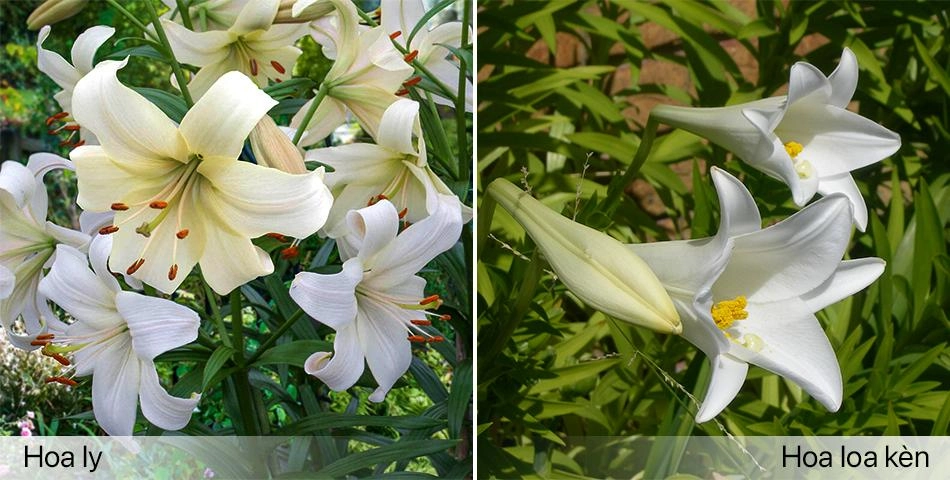 Hoa loa kèn có ý nghĩa gì cách trồng và chăm sóc giúp hoa nở đẹp - 8