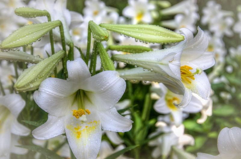 Hoa loa kèn có ý nghĩa gì cách trồng và chăm sóc giúp hoa nở đẹp - 10