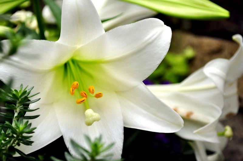 Hoa loa kèn có ý nghĩa gì cách trồng và chăm sóc giúp hoa nở đẹp - 11