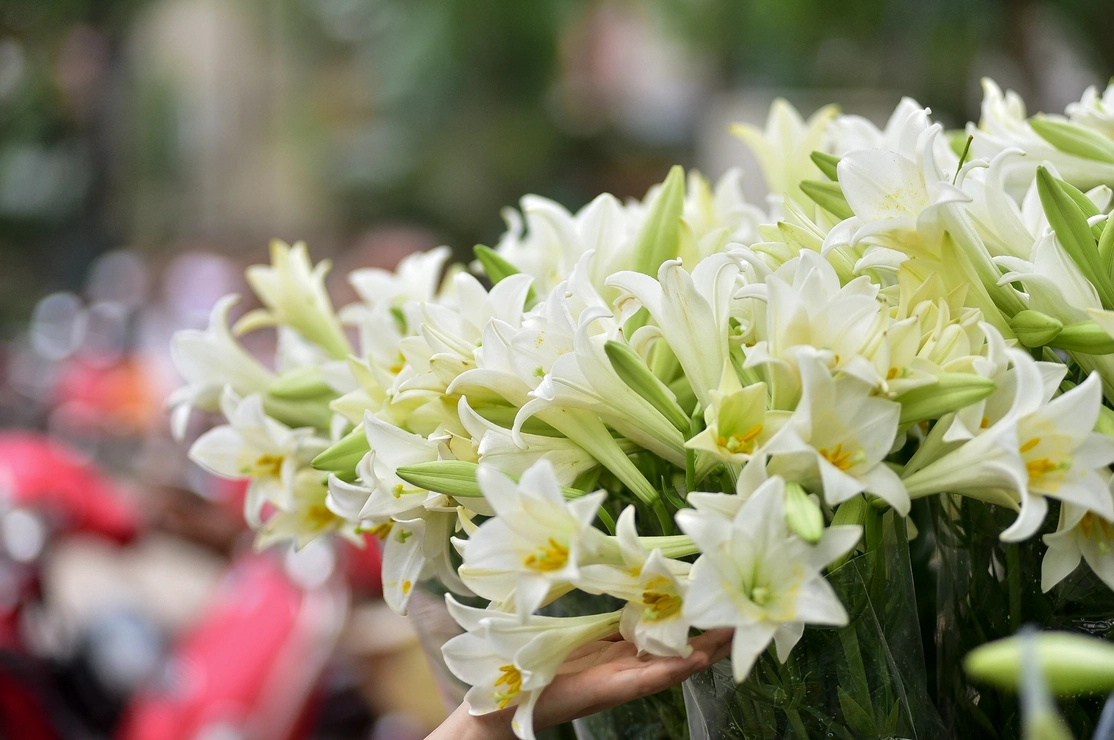 Hoa loa kèn có ý nghĩa gì cách trồng và chăm sóc giúp hoa nở đẹp - 15