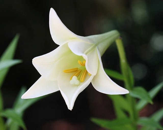 Hoa loa kèn có ý nghĩa gì cách trồng và chăm sóc giúp hoa nở đẹp - 16