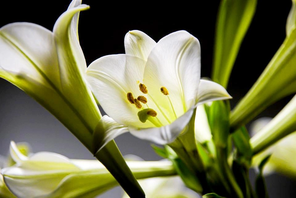 Hoa loa kèn có ý nghĩa gì cách trồng và chăm sóc giúp hoa nở đẹp - 17