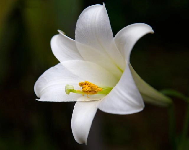 Hoa loa kèn có ý nghĩa gì cách trồng và chăm sóc giúp hoa nở đẹp - 18