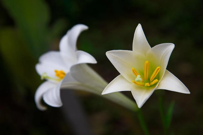 Hoa loa kèn có ý nghĩa gì cách trồng và chăm sóc giúp hoa nở đẹp - 19