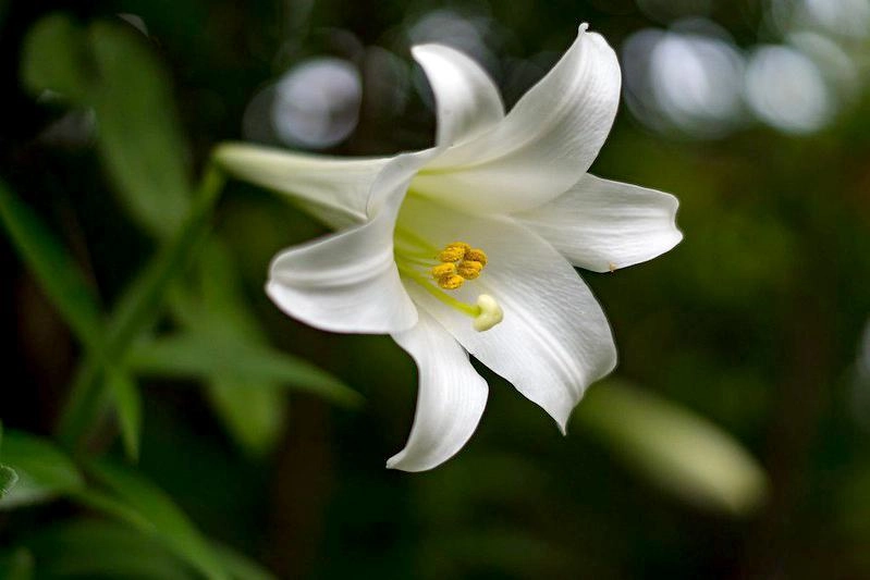 Hoa loa kèn có ý nghĩa gì cách trồng và chăm sóc giúp hoa nở đẹp - 20