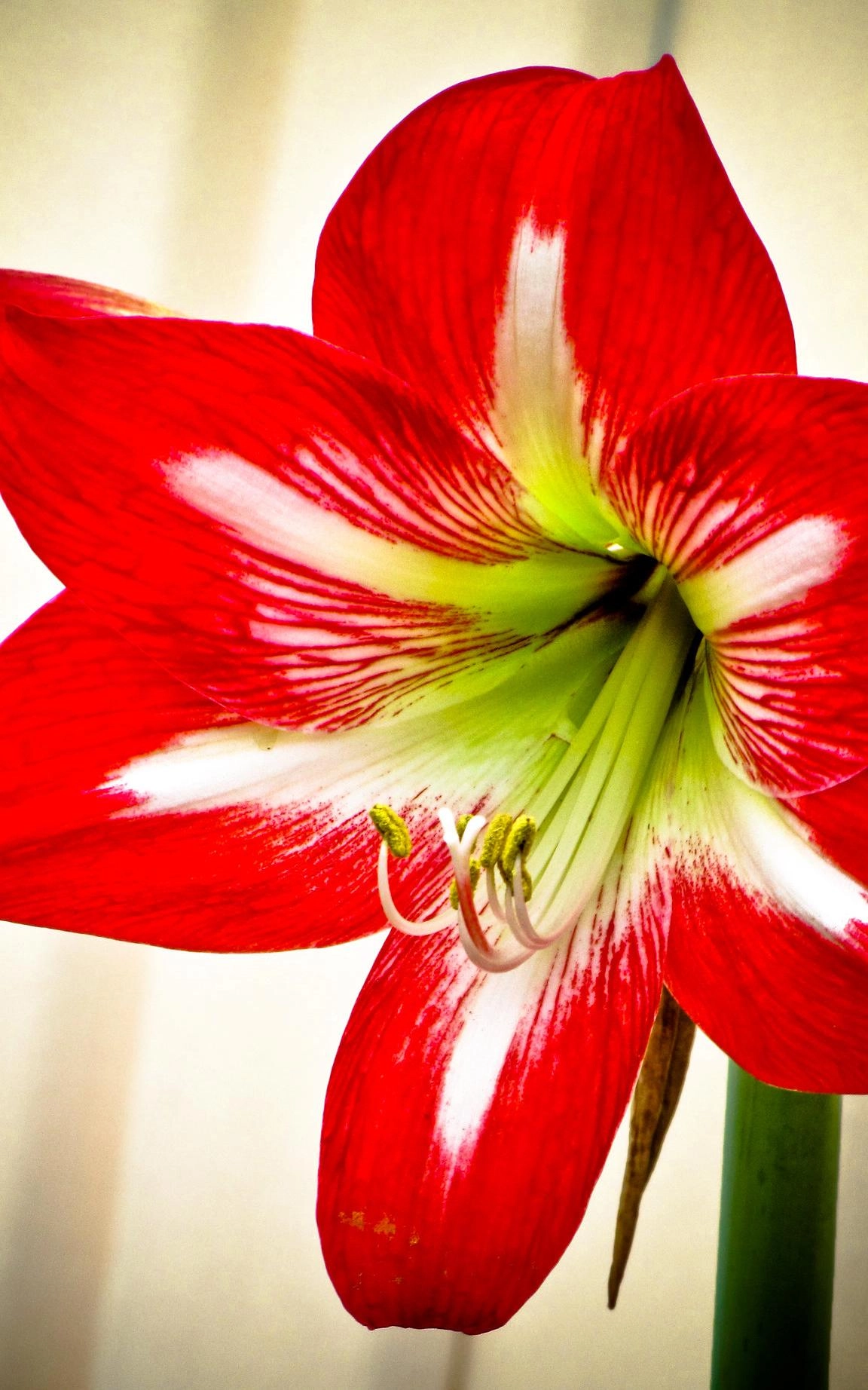 Hoa loa kèn có ý nghĩa gì cách trồng và chăm sóc giúp hoa nở đẹp - 21