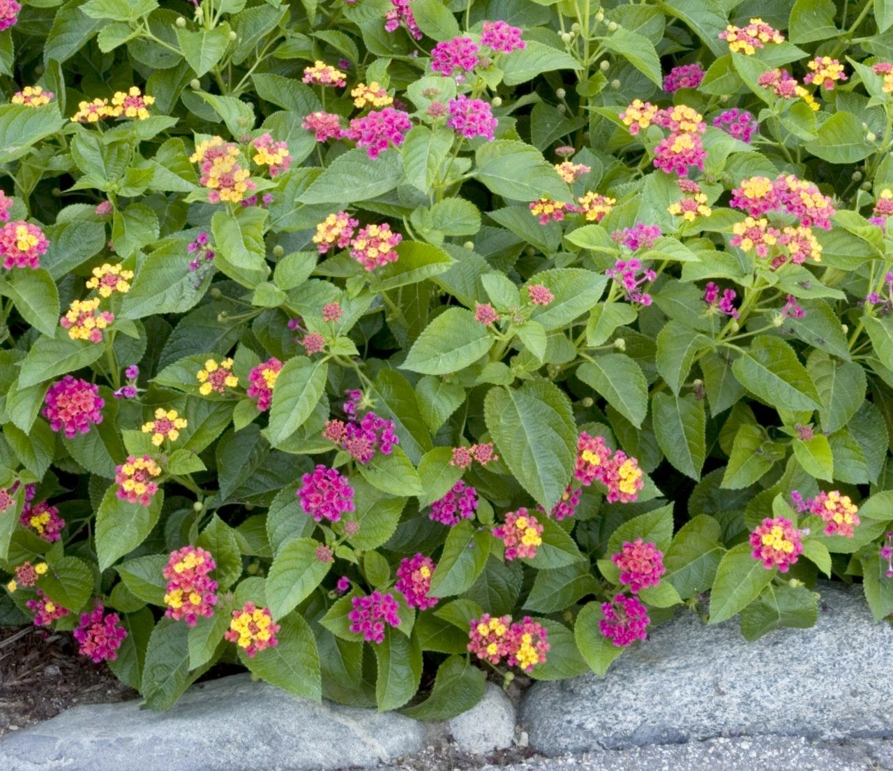 Hoa ngũ sắc - đặc điểm ý nghĩa và cách chăm cho hoa nở quanh năm - 1