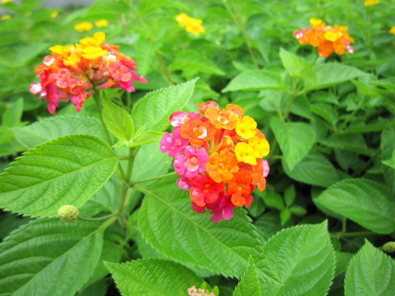 Hoa ngũ sắc - đặc điểm ý nghĩa và cách chăm cho hoa nở quanh năm - 2