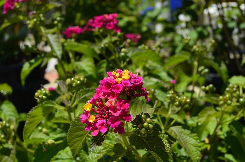 Hoa ngũ sắc - đặc điểm ý nghĩa và cách chăm cho hoa nở quanh năm - 4