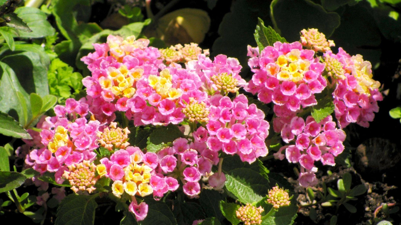 Hoa ngũ sắc - đặc điểm ý nghĩa và cách chăm cho hoa nở quanh năm - 9