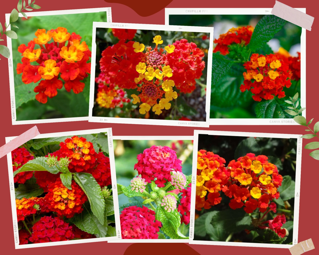Hoa ngũ sắc - đặc điểm ý nghĩa và cách chăm cho hoa nở quanh năm - 16