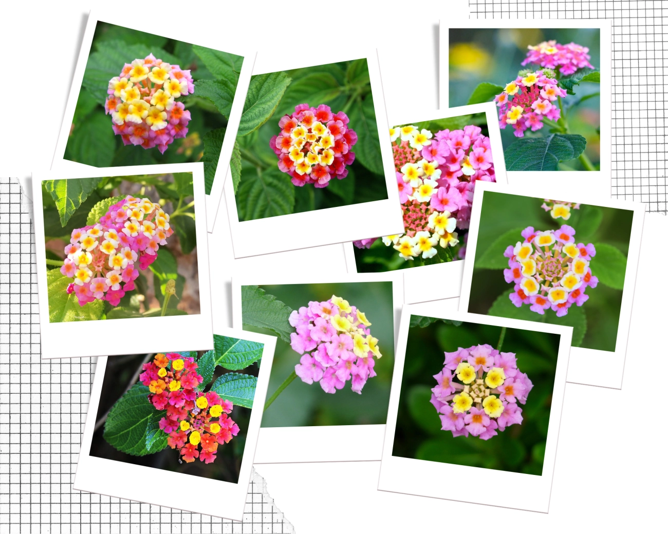 Hoa ngũ sắc - đặc điểm ý nghĩa và cách chăm cho hoa nở quanh năm - 17