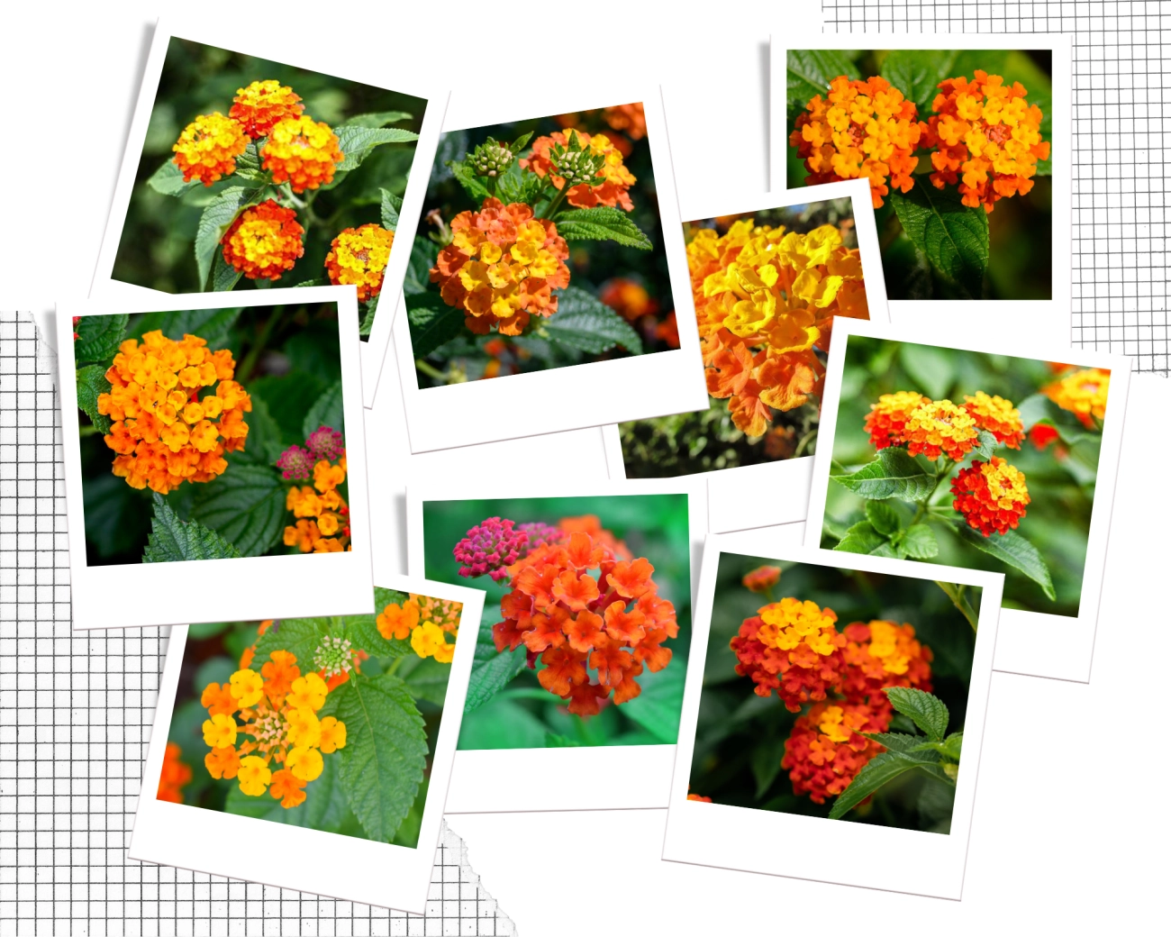 Hoa ngũ sắc - đặc điểm ý nghĩa và cách chăm cho hoa nở quanh năm - 18