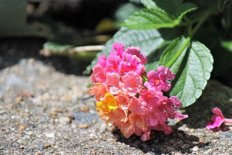 Hoa ngũ sắc - đặc điểm ý nghĩa và cách chăm cho hoa nở quanh năm - 19
