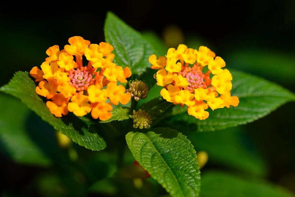 Hoa ngũ sắc - đặc điểm ý nghĩa và cách chăm cho hoa nở quanh năm - 22