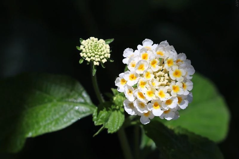 Hoa ngũ sắc - đặc điểm ý nghĩa và cách chăm cho hoa nở quanh năm - 23