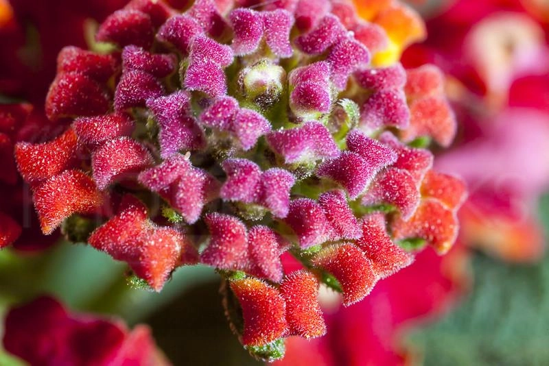 Hoa ngũ sắc - đặc điểm ý nghĩa và cách chăm cho hoa nở quanh năm - 24
