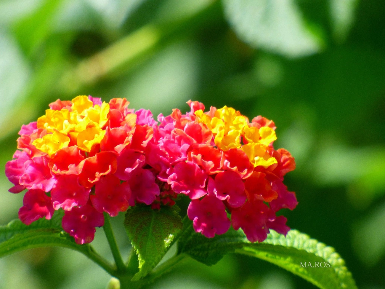 Hoa ngũ sắc - đặc điểm ý nghĩa và cách chăm cho hoa nở quanh năm - 25
