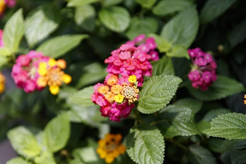 Hoa ngũ sắc - đặc điểm ý nghĩa và cách chăm cho hoa nở quanh năm - 27