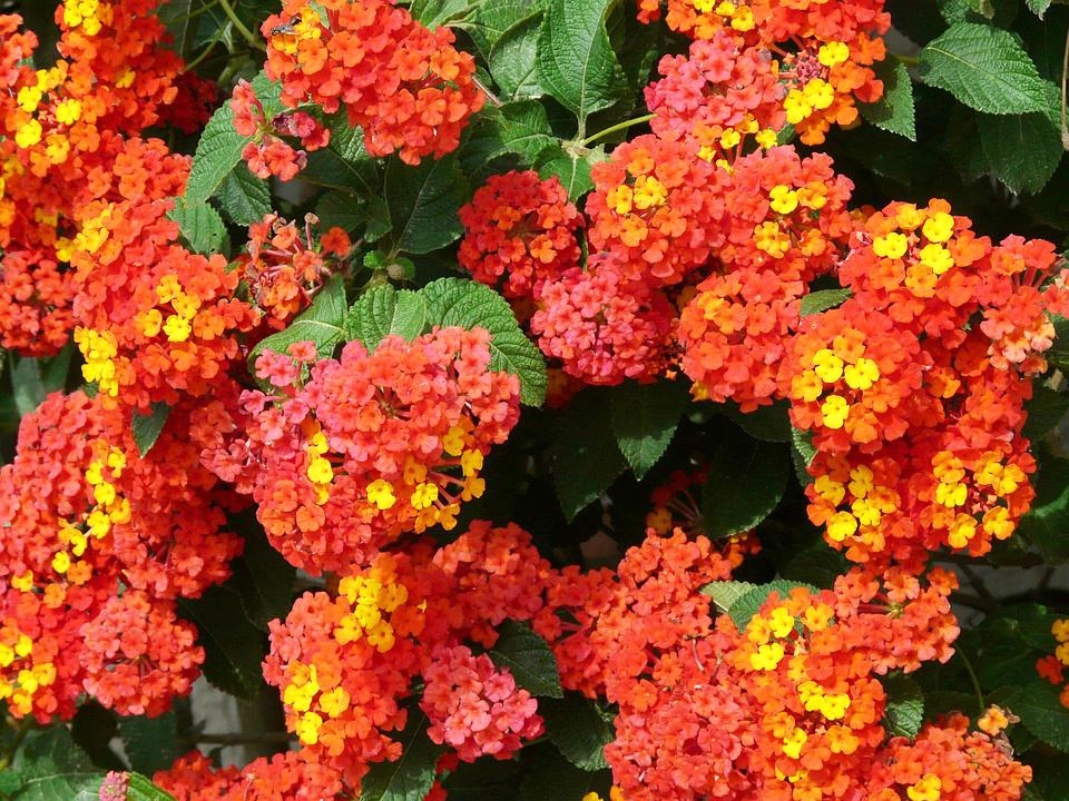 Hoa ngũ sắc - đặc điểm ý nghĩa và cách chăm cho hoa nở quanh năm - 31