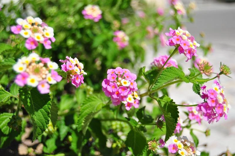 Hoa ngũ sắc - đặc điểm ý nghĩa và cách chăm cho hoa nở quanh năm - 32
