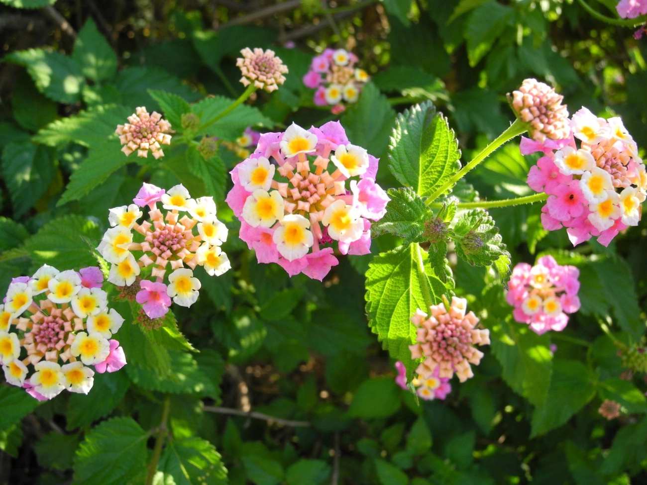 Hoa ngũ sắc - đặc điểm ý nghĩa và cách chăm cho hoa nở quanh năm - 33