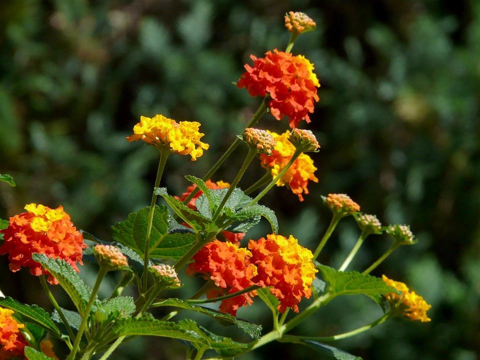 Hoa ngũ sắc - đặc điểm ý nghĩa và cách chăm cho hoa nở quanh năm - 34