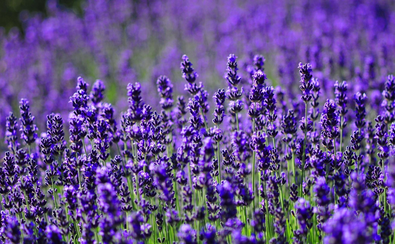 Hoa oải hương - nguồn gốc ý nghĩa cách trồng và chăm sóc hoa lavender - 1