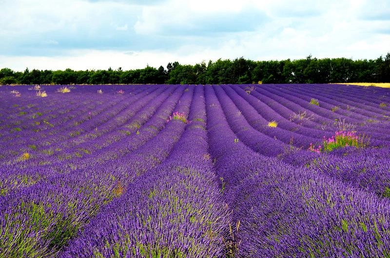 Hoa oải hương - nguồn gốc ý nghĩa cách trồng và chăm sóc hoa lavender - 2