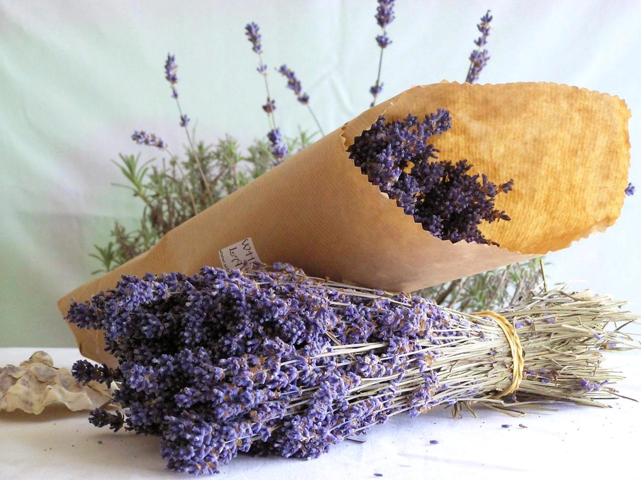 Hoa oải hương - nguồn gốc ý nghĩa cách trồng và chăm sóc hoa lavender - 3