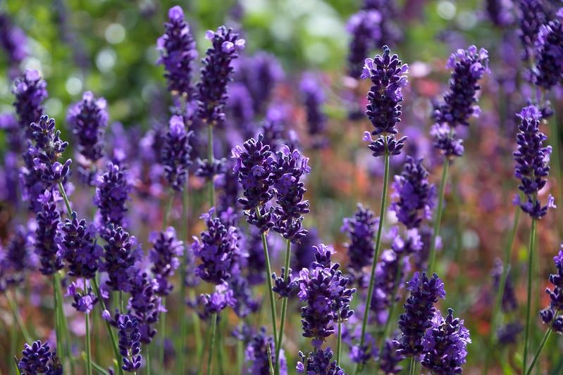Hoa oải hương - nguồn gốc ý nghĩa cách trồng và chăm sóc hoa lavender - 4