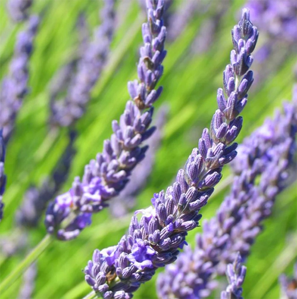 Hoa oải hương - nguồn gốc ý nghĩa cách trồng và chăm sóc hoa lavender - 5