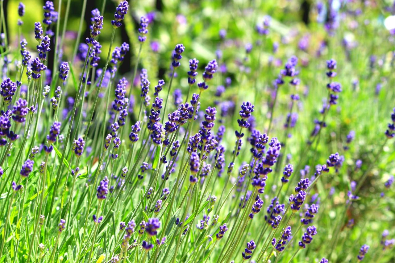 Hoa oải hương - nguồn gốc ý nghĩa cách trồng và chăm sóc hoa lavender - 6