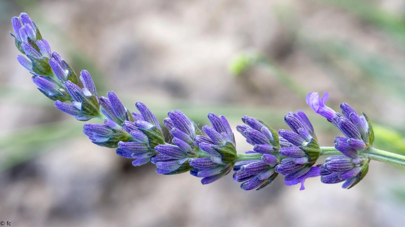 Hoa oải hương - nguồn gốc ý nghĩa cách trồng và chăm sóc hoa lavender - 7