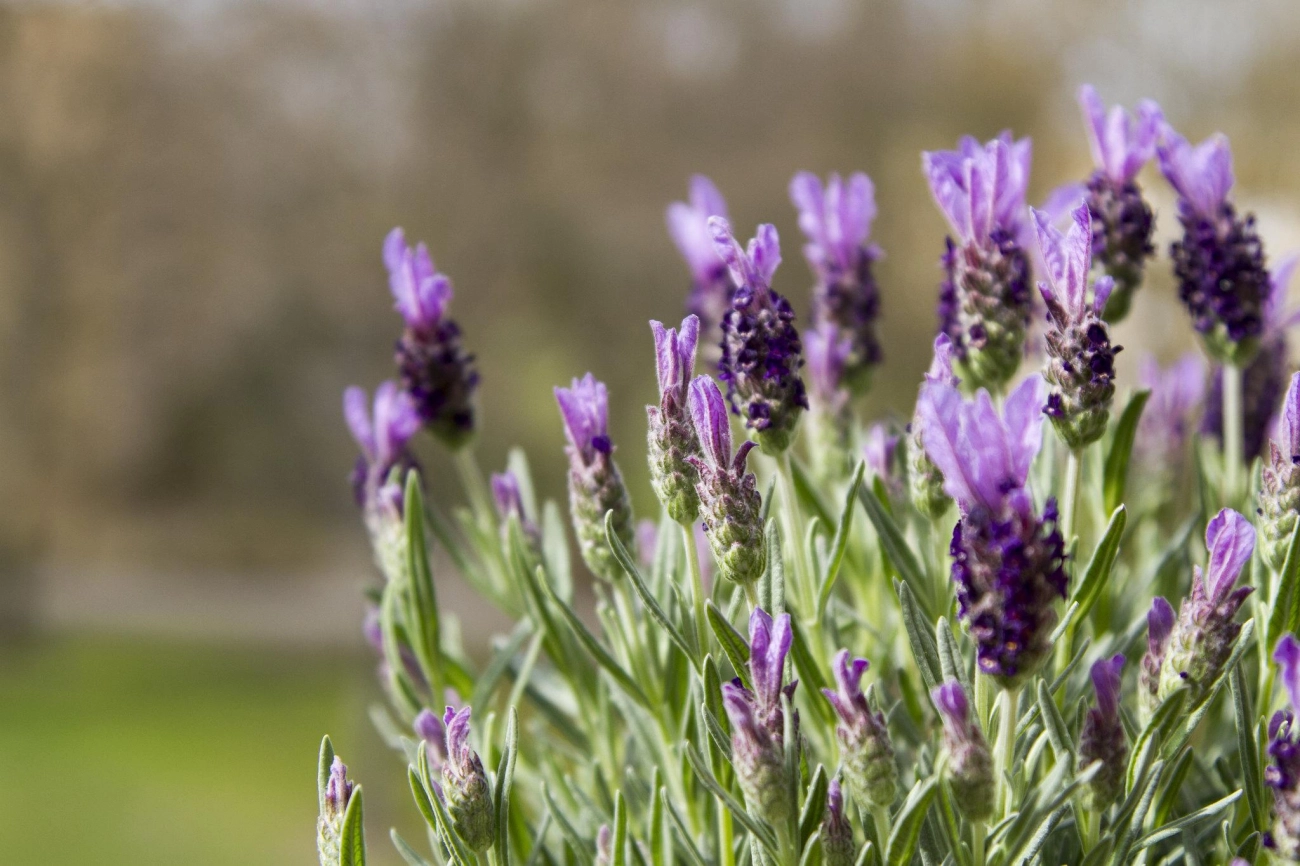 Hoa oải hương - nguồn gốc ý nghĩa cách trồng và chăm sóc hoa lavender - 8